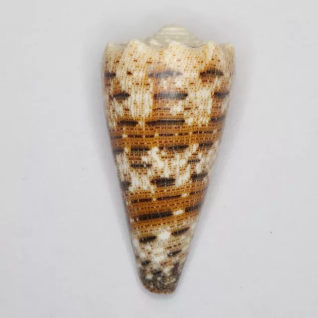 Conus imperialis 42.3mm MS1677 Sea Shells Seashells