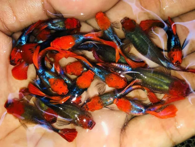 1 Trio Live Guppy Fish Koi Tuxedo High Quality Usa Seller - 1 Male 2 Female 1 Trio Live Guppy Fish Koi Tuxedo High Quality Usa Seller - 1 Male 2 Female