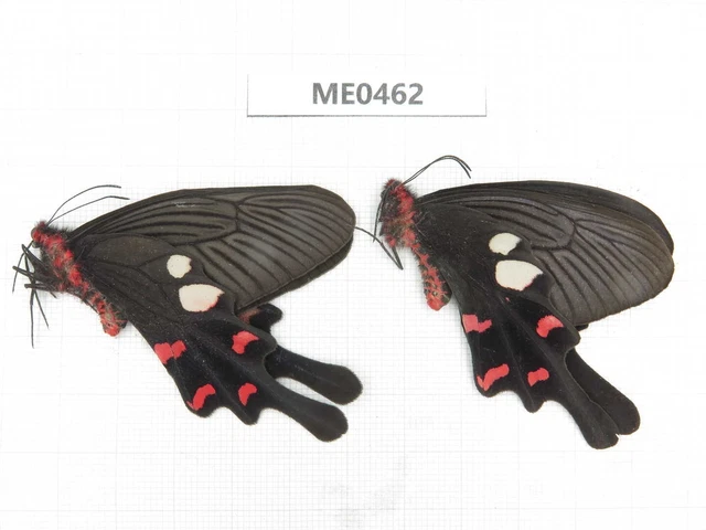 Butterfly. Byasa rhadinus. Yunnan, Dali area, S of Mt.Cangshan. 1P. ME0462.