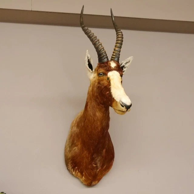 Piel Cabra O Macho Cabrío Colorido Antílope Principal Cabeza Hombro Preparado Hl 3