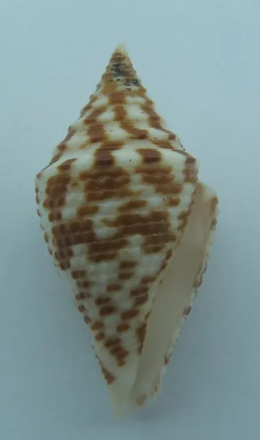 Carcasas de cono de caracol de mar Conus praecellens