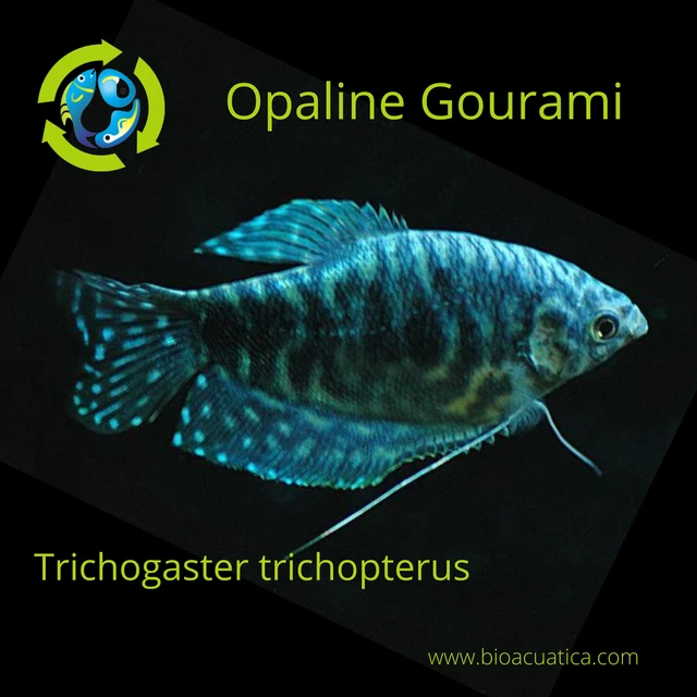 2 Opaline Gourami 2.5" Wonderful Anabantoids