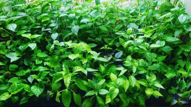 Aji Peanut Chilli Plug Plants -Ready Now!