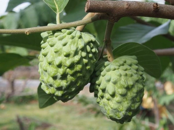 Atemoya (Geffner Variety) Tropical Fruit Trees