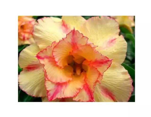 3x Adenium obesum Orange V Wüstenrose Garten Pflanzen - Samen B566