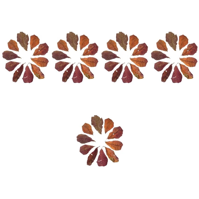 50 Pcs Poisson Betta Vivant Feuilles D'aquarium Décor Botanique Naturel