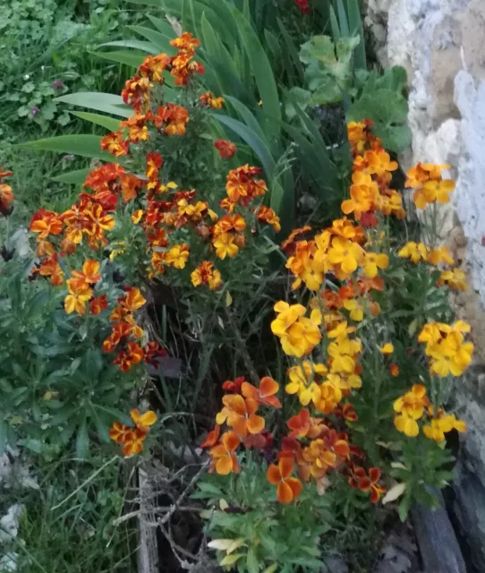 50 graines giroflées orange mélange - plantes vivaces