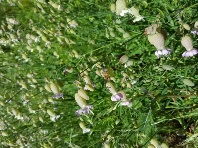 COLLEJAS Exquisita Silene Vulgaris DELICIOSA 1000 Semillas seeds