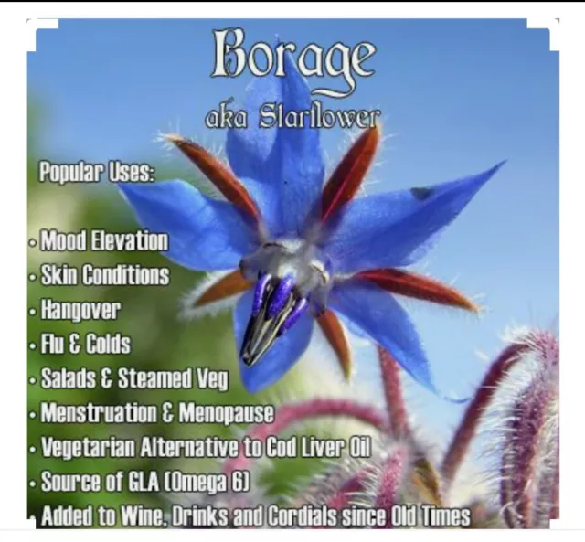 60 BORAGE Seeds-Edible Herb Plant-Non GMO-Open Pollinated-Organic.