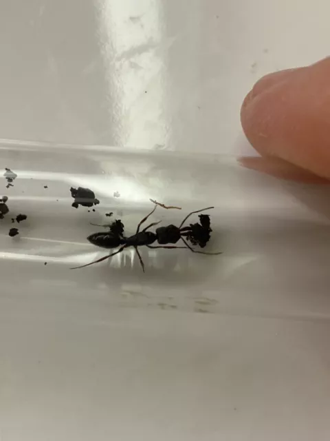 Queen Ant- Odontomachus troglodytes - TRAP JAW ANTS RARE! (Feeder Insect)