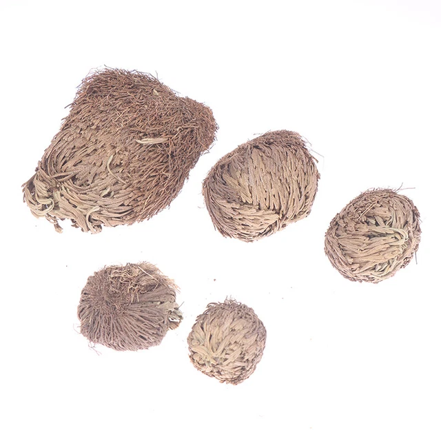 Live Resurrection Plant Rose Of Dinosaur Plant Air Fern Spike Moss SelaginellOZ