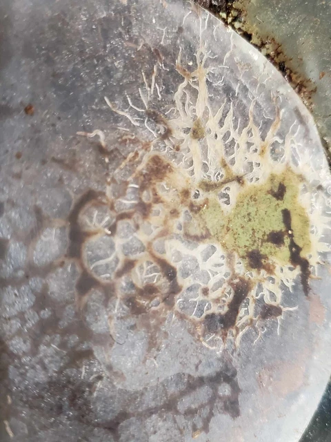 Live Grindal Worm (White Worm) STARTER Culture for fish food