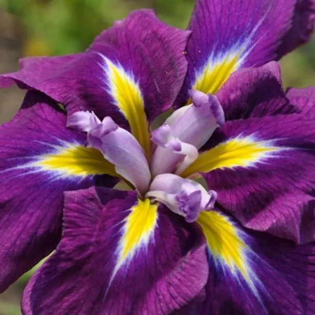 3x Iris japonais versicolor ensata violet dramatic moment plante bassin vivace