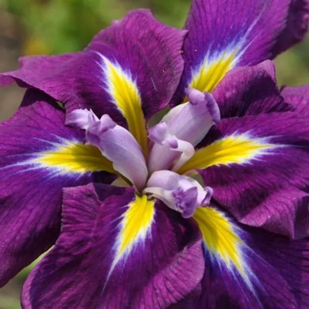 Iris Versicolor Japanische Ensata -blau Sensation Pflanze Teich *Mehrjährig*
