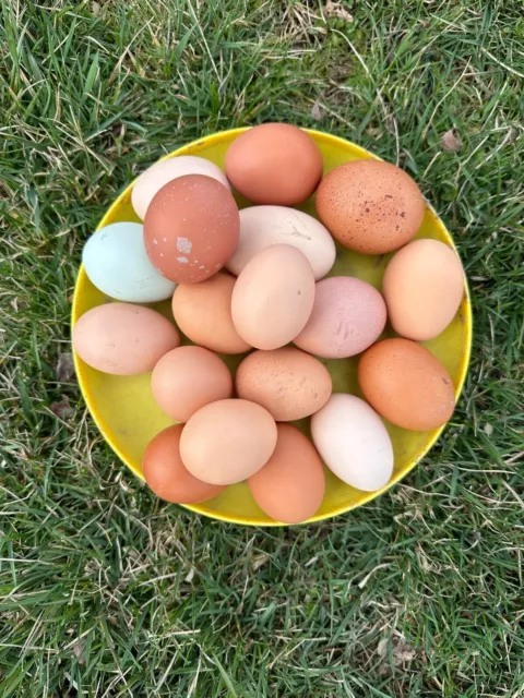 10+ Barnyard Mix Hatching Eggs | Assorted Mix Rare Breeds