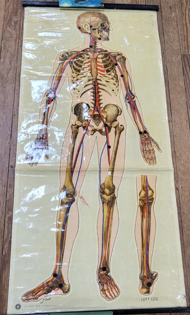 RARE VINTAGE HUMAN Anatomy Body Wall Chart Poster Medical St Johns ...