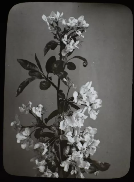 FLOWERS IN VASE NO7 HAWTHORN C1910 Magic Lantern Slide FLOWER STUDY