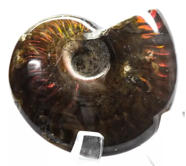 2.4 " Rouge Flash Feu Ammonite Fossil Coque Iridescent Gemme Spirale Madagascar