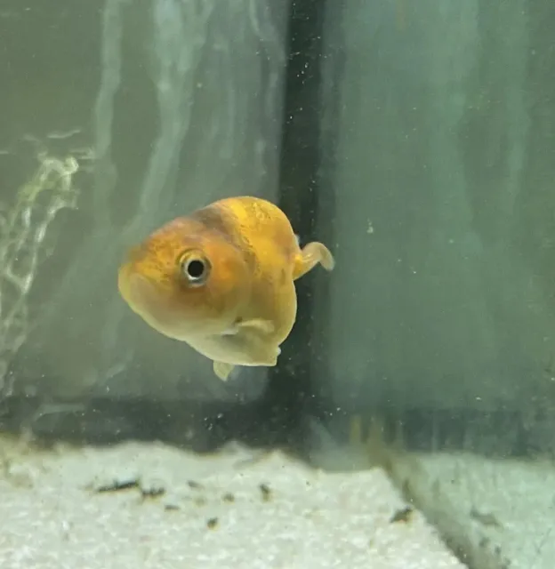1“ To 2“  Beautiful Ranchu Goldfish