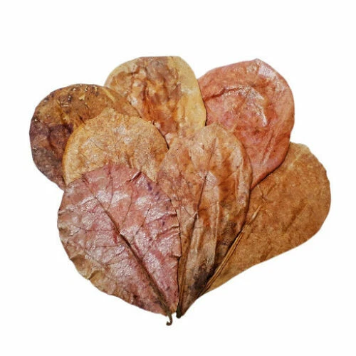 Catappa Indian Almond leaves ketapang leaf shrimp betta fish aquarium care 100g