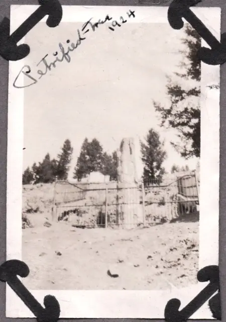 Old Photograph Lee Griggs Petrified Tree Yellowstone Raymond Washington Photo