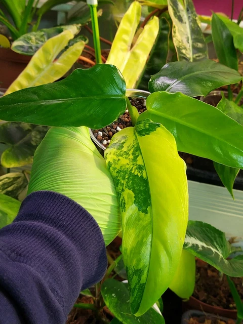 philodendron strawberry shake Philodendron Strawberry Shake