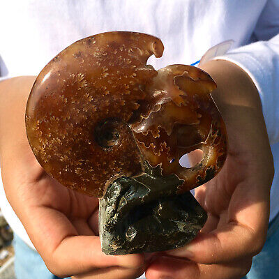 177G  Rare! Natural Tentacle Ammonite FossilSpecimen Shell Healing Madagascar