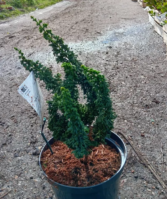 Chamaecyparis obtusa  Chirimen Hinoki Cypress  in 2.5L pot