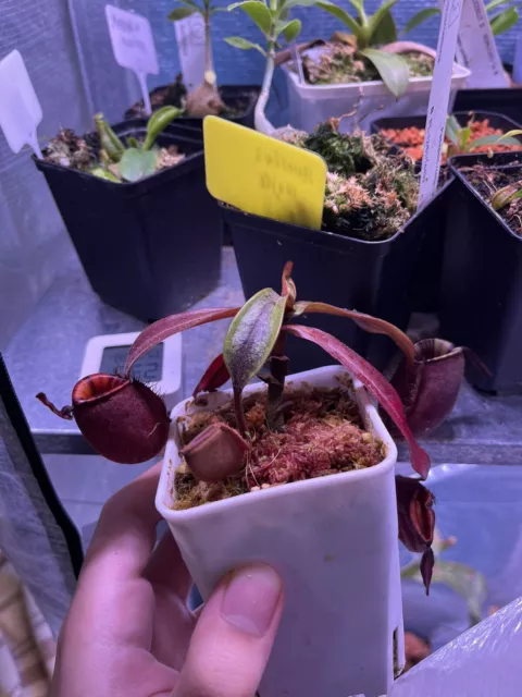 Nepenthes ampullaria Black Miracle 2