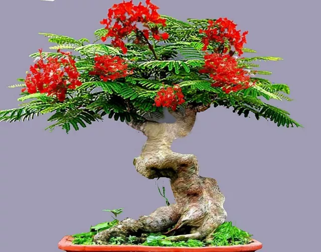 ROYAL POINCIANA RED FLAME TREE SEEDS Delonix Regia Tropical Flamboyant Flower
