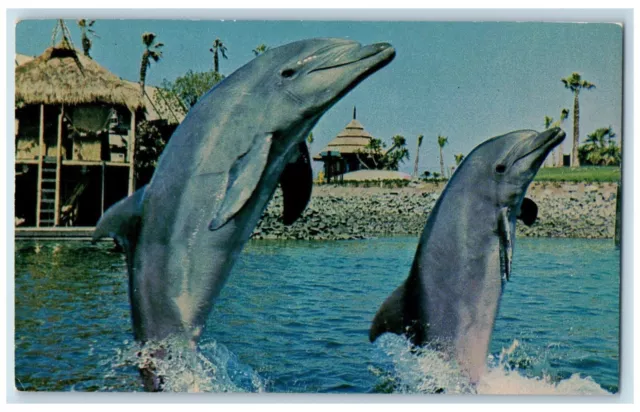 1969 Brisk Walk Sunday Afternoon Sea World Lagoon Dolphin California CA Postcard