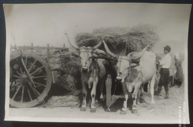 Pontinia (Latina) 1939 Carro Buoi E Bifolchi Contadini Splendida Foto Cartolina