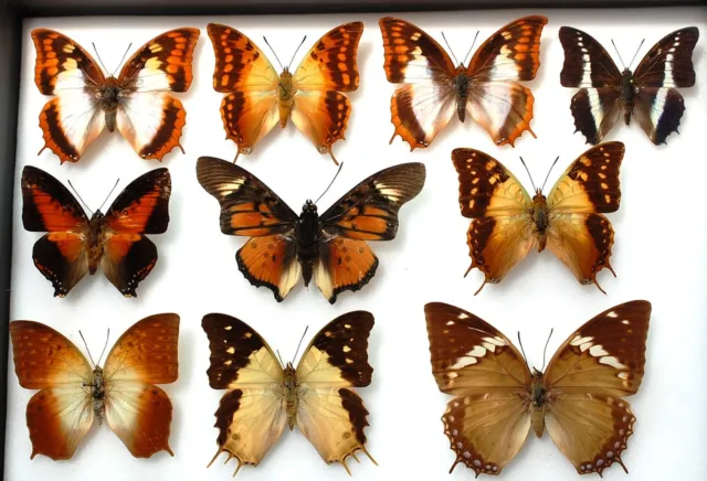 Small collection of Charaxes (not all with data) 1