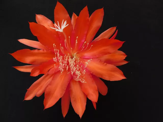 "Epiphyllum ibrido cactus foglia ""Dr. von Roeder"