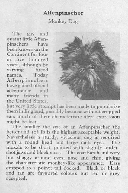 Affenpinscher - 1970 Vintage Dog Art Photo Print - CUSTOM MATTED GIFT Affenpinscher - 1970 Vintage Dog Art Photo Print - CUSTOM MATTED GIFT