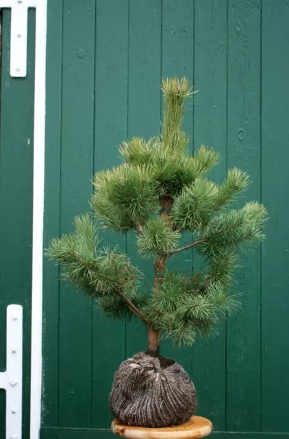 Gewöhnliche Kiefer - Wald-Kiefer -   Pinus sylvestris 40 - 60 cm  mit Ballen