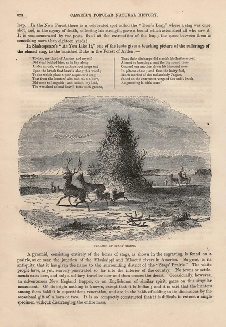 Pirámide De Hirschgeweihen Barras Eyector Ciervo Rojo Grabado en Madera 1866