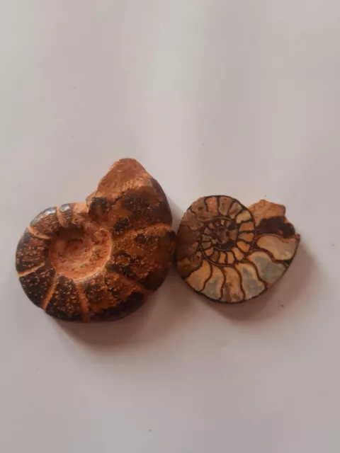 ammonite fossile 2