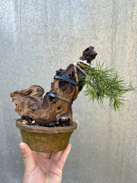 Deodar cedar “himalayan cedar” bonsai tree