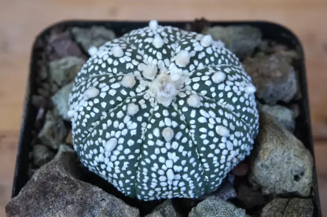 "LAGE Pflanzen Astrophytum asterias Sternform eigene Wurzel ""Wundergen"""