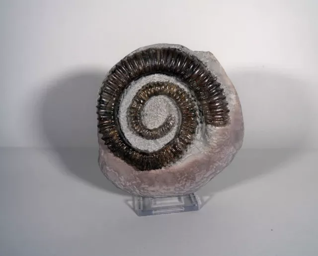 Großer Ammonit Aegocrioceras Kreide Haste 12 cm !