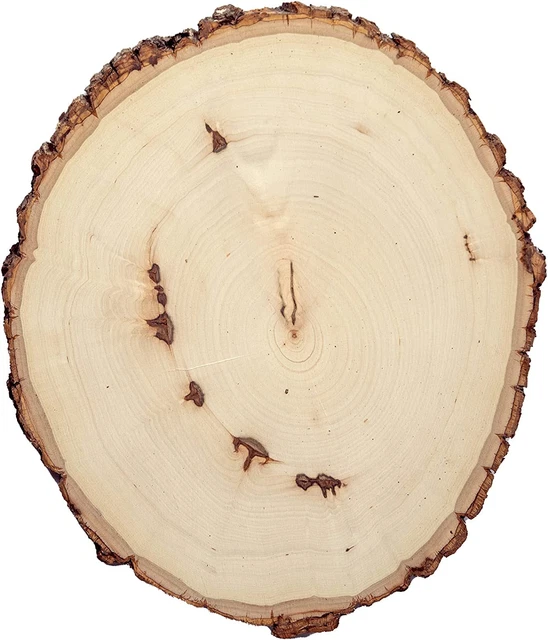Rustic Basswood round Large with Live Edge Wood (Pack of 12) - for Wood Burning,