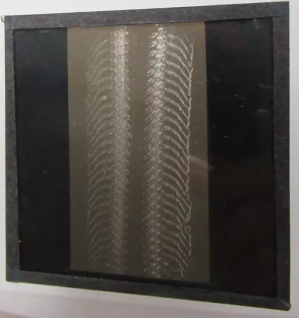 unknown -  Natural History Magic Lantern Slide from microscope image