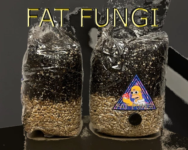 MUSHROOM GROW KIT - All in One 1KG Organic Rye Grain & CVG & Inject ...