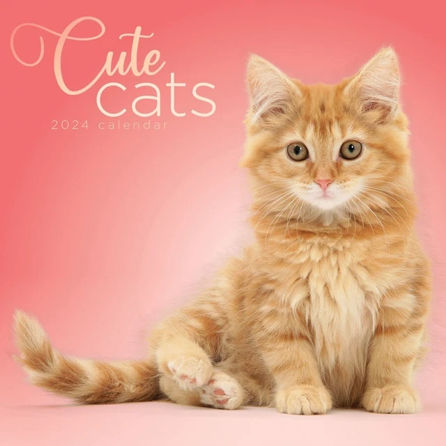 CUTE CATS CALENDAR 2024 14.00 PicClick