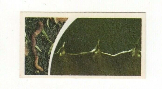 Brooke Bond Microscopic Images 1981 Earthworm