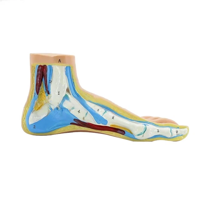 Modèle De Pied De Mannequin En Silicone Réaliste - Idéal Pour Présenter Bijoux, Chaussures, Chaussettes Et Accessoires Beauté - 7