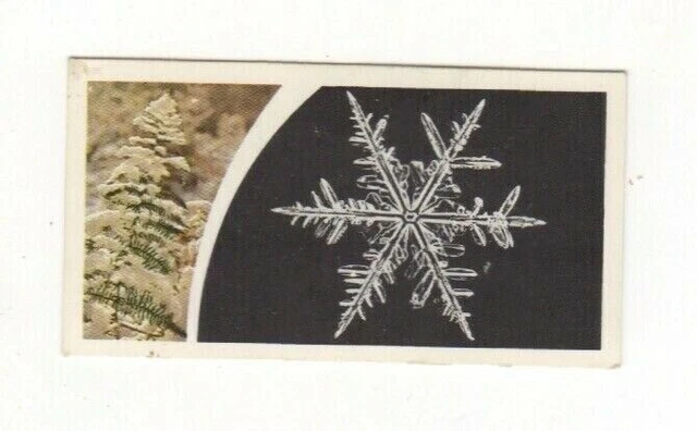 Brooke Bond Microscopic Images 1981 Snow Flake