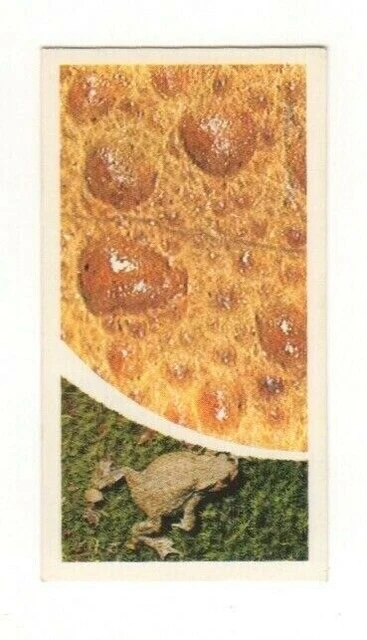 Brooke Bond Microscopic Images 1981 Toad