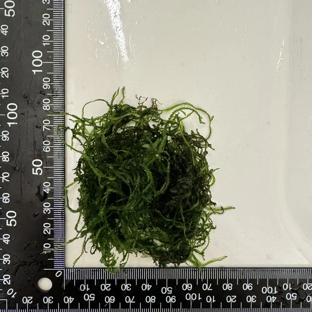 Mousse De Java MOUSSE DE JAVA / java moss Taxiphyllum barbieri 7cm Refuge alevins ...